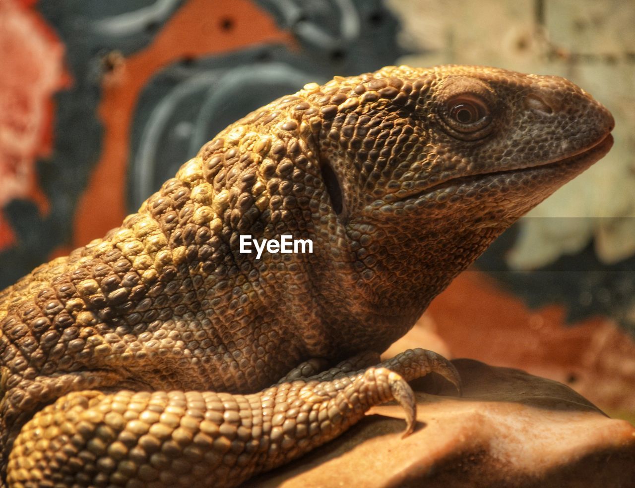 Close-up of a lizard