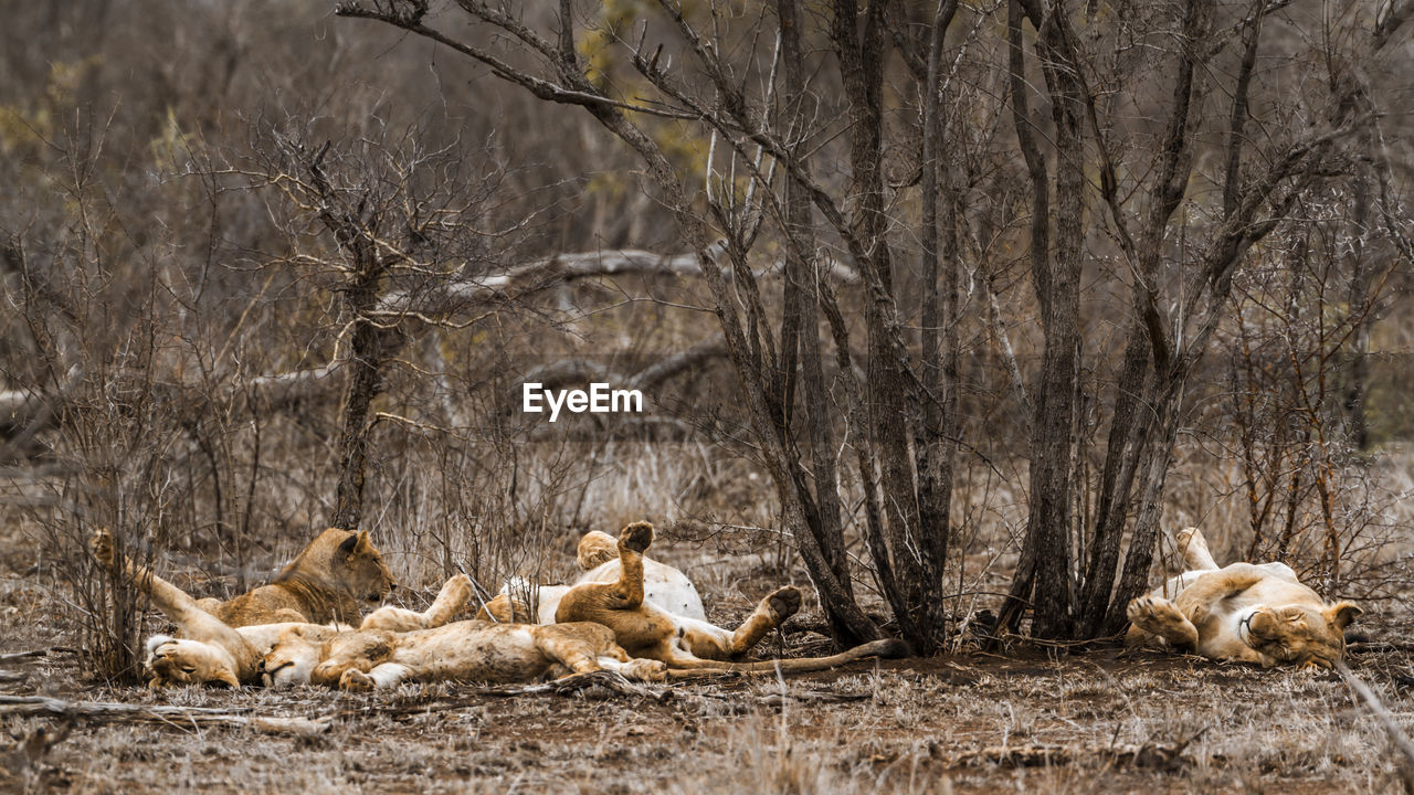 Lionesses relaxing on land