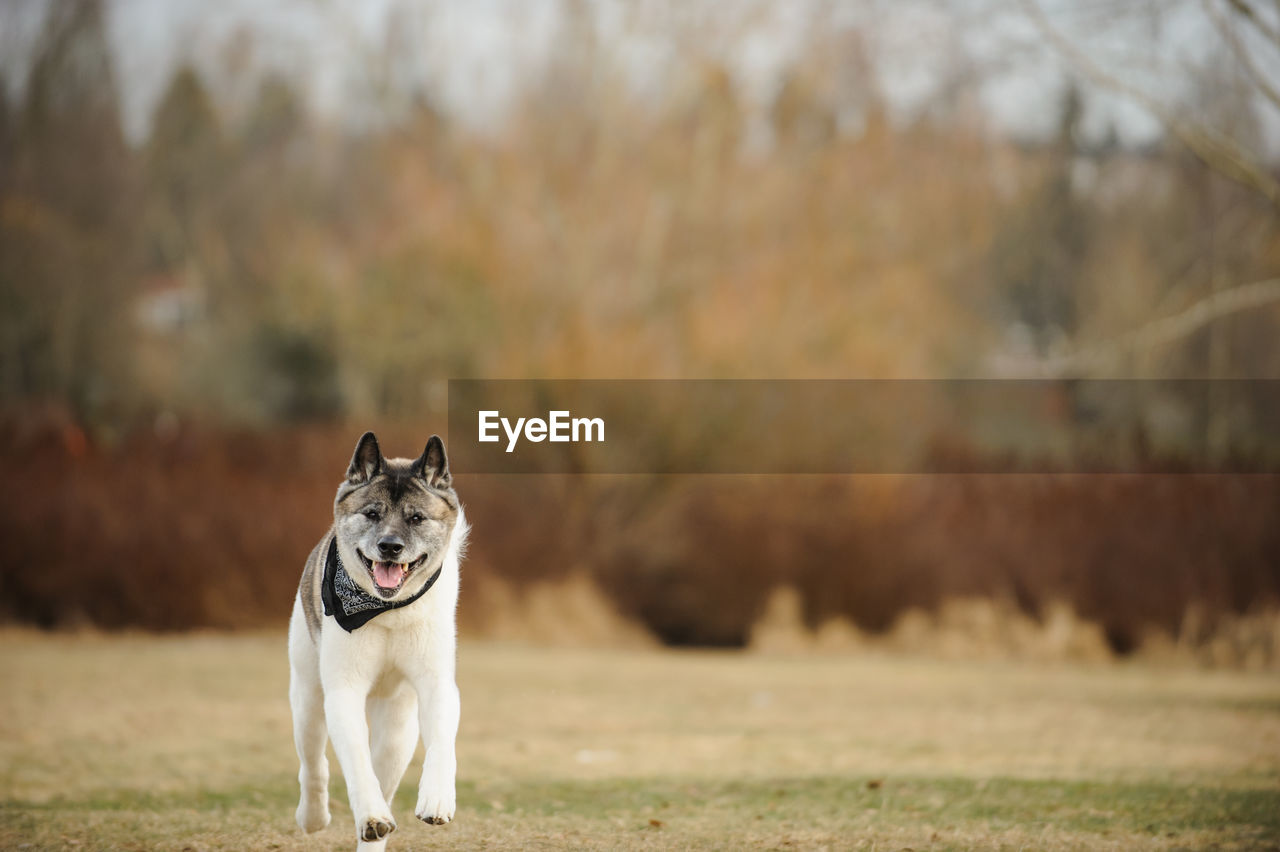 Portrait of japanese akita running on field