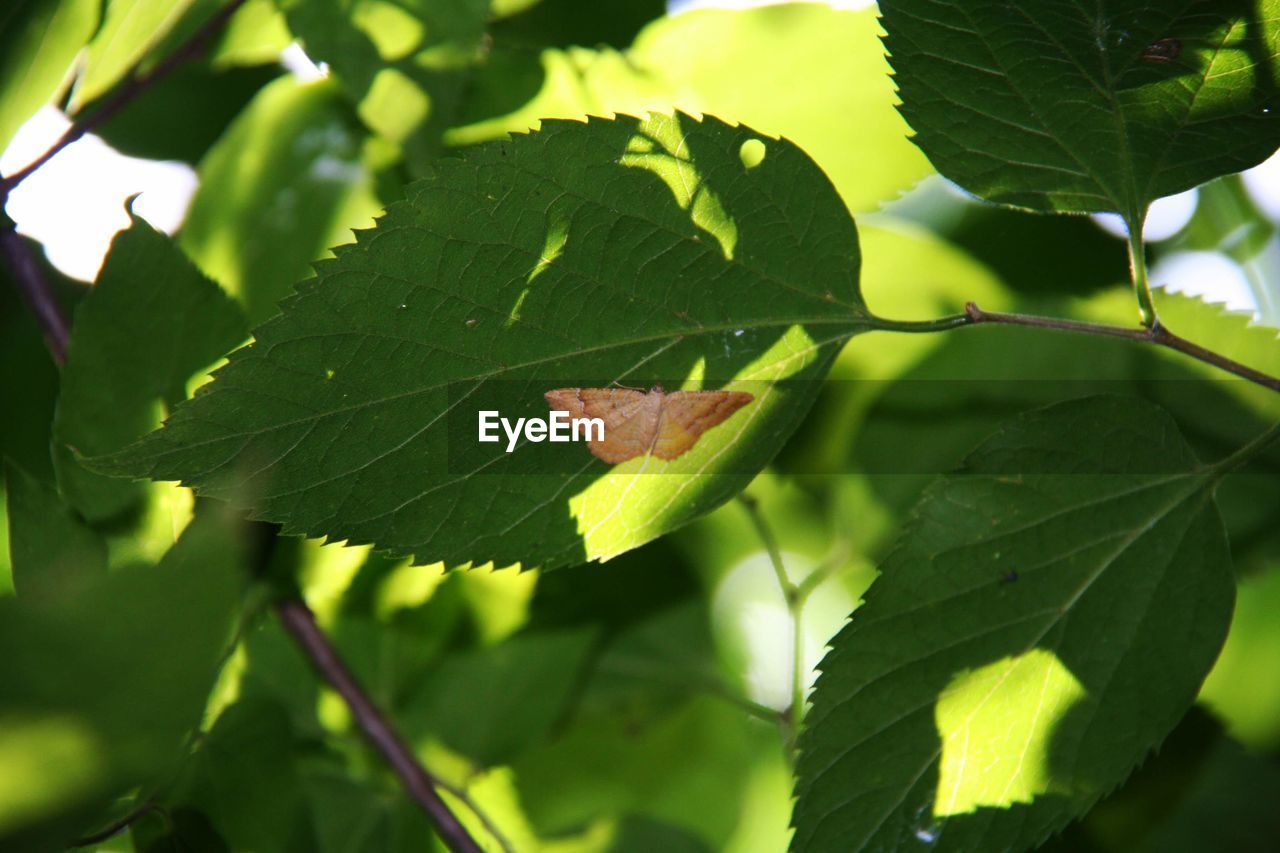 Close-up of green leaves on plant