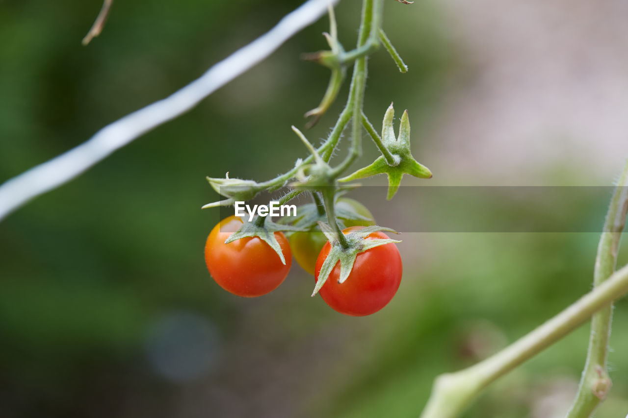Close-up of tomato growing on plant