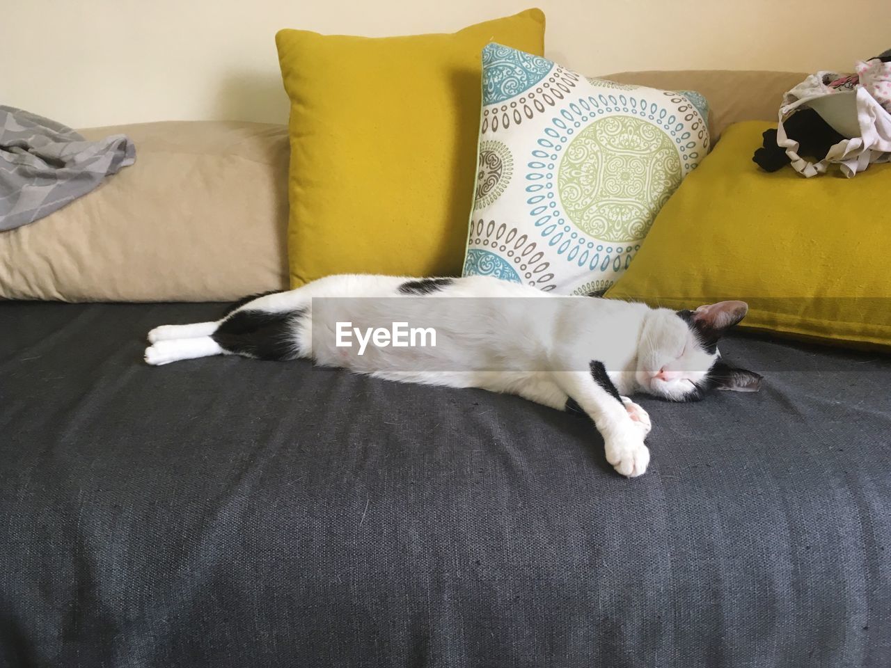 CAT RELAXING ON SOFA AT HOME