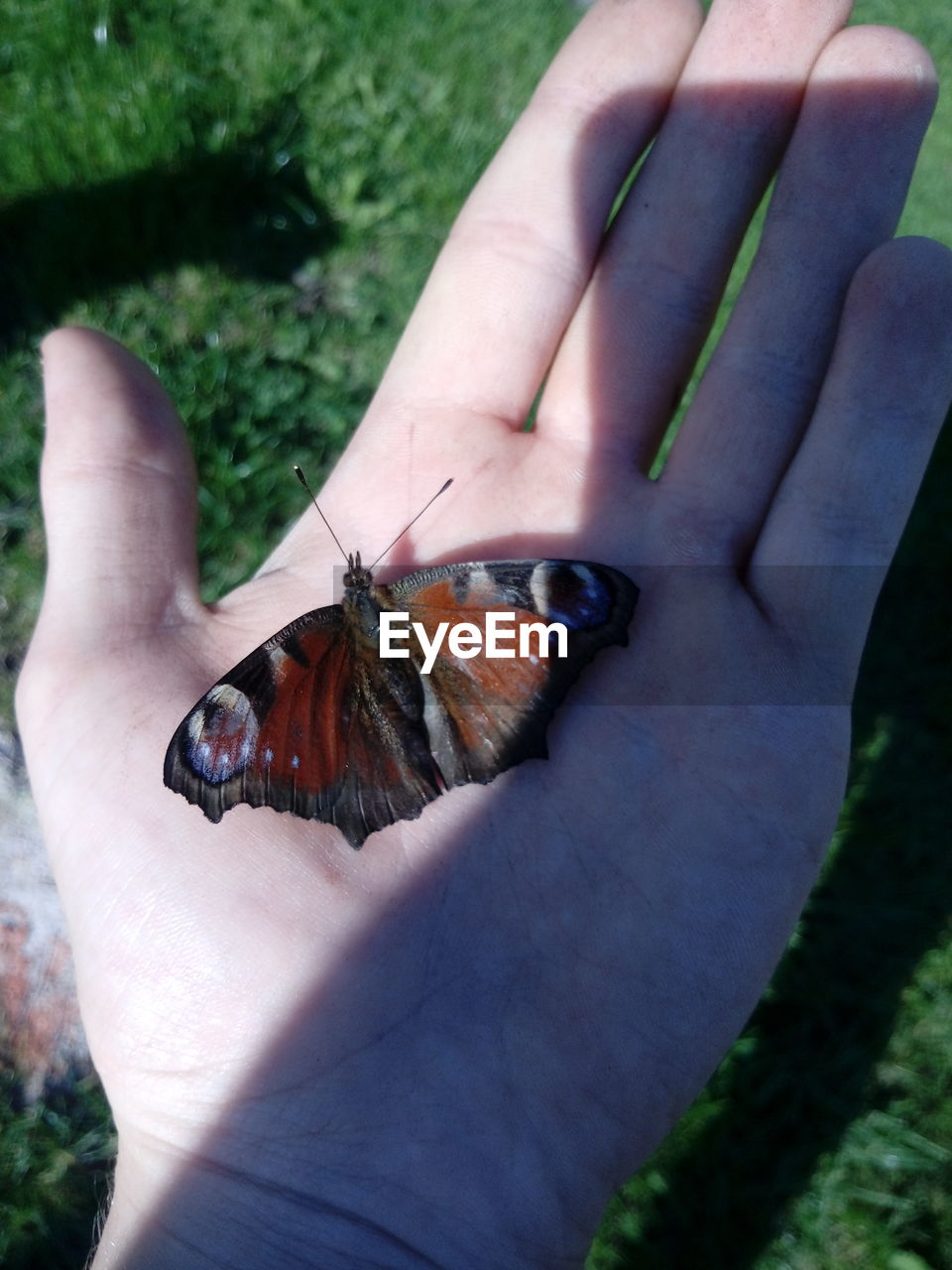 CLOSE-UP OF INSECT ON HUMAN HAND