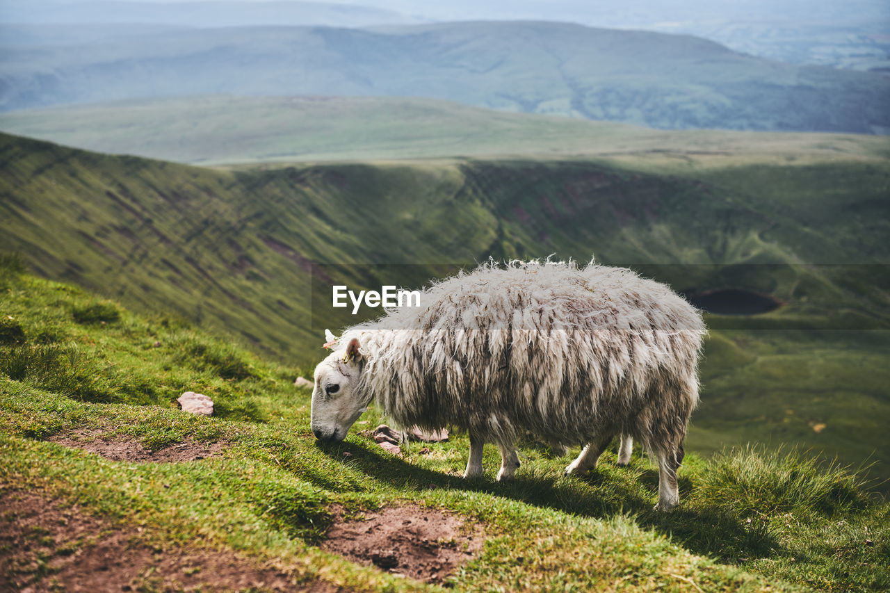 View of a sheep on landscape in wales