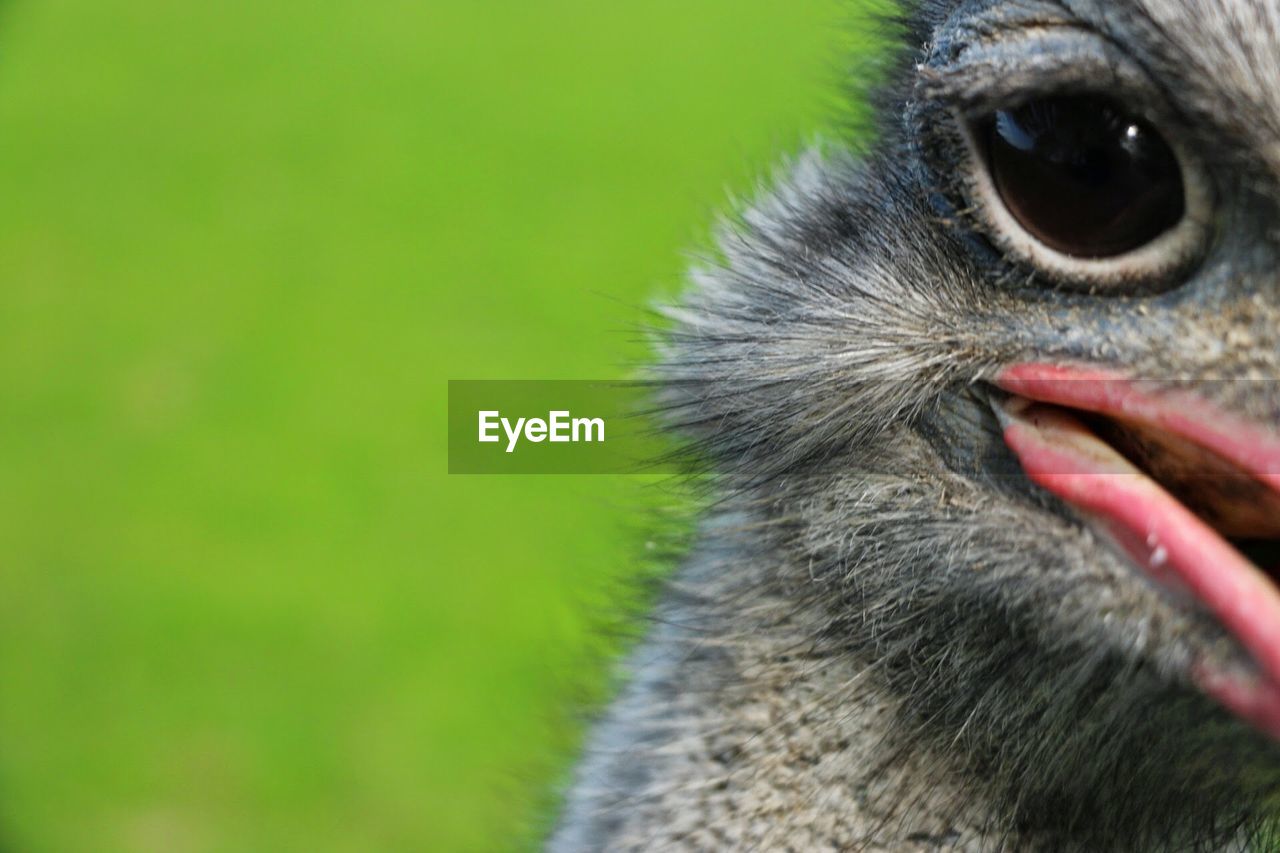 Close-up portrait of ostrich