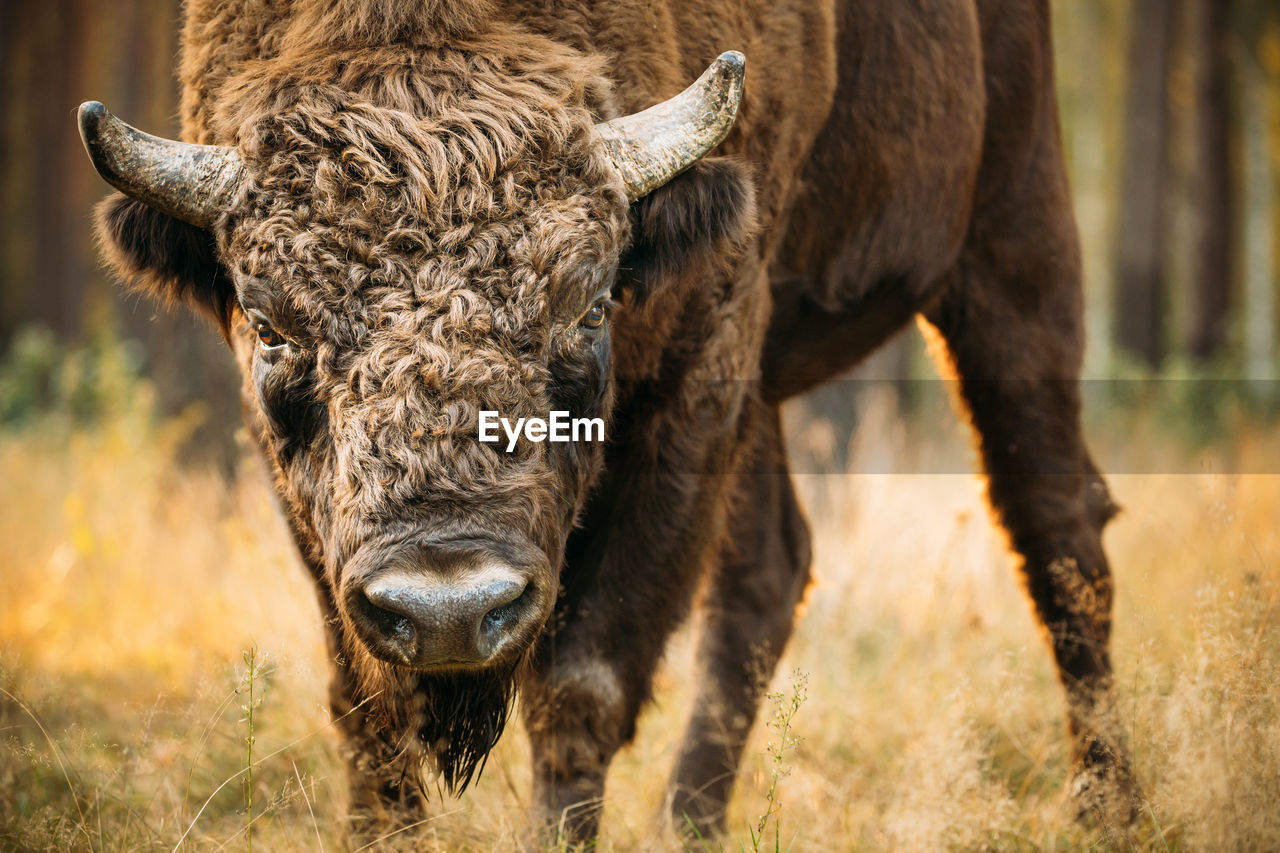 Close up of bison standing on land