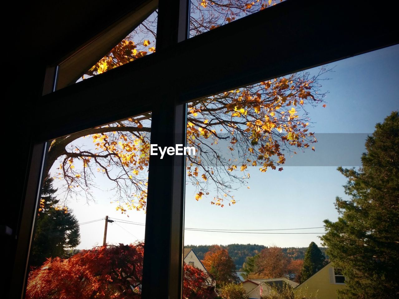 LOW ANGLE VIEW OF TREE AGAINST SKY SEEN THROUGH WINDOW