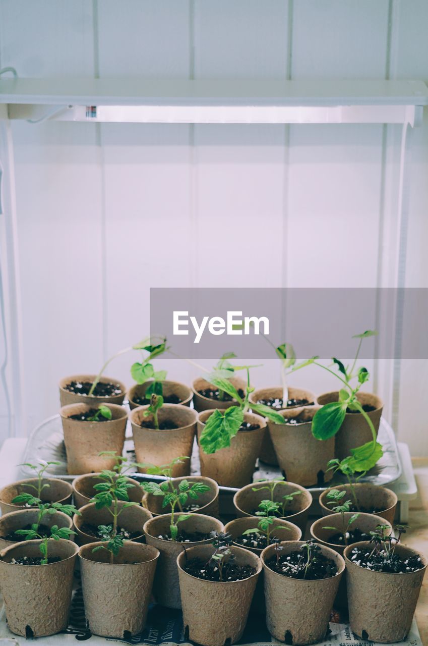 green, potted plant, growth, plant, no people, indoors, container, nature, day, food, large group of objects, food and drink, window, flower, basket, abundance, wall - building feature, freshness, flowerpot, side by side