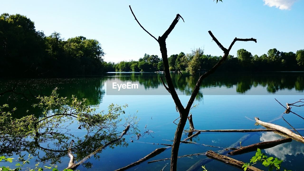 REFLECTION OF TREES ON WATER