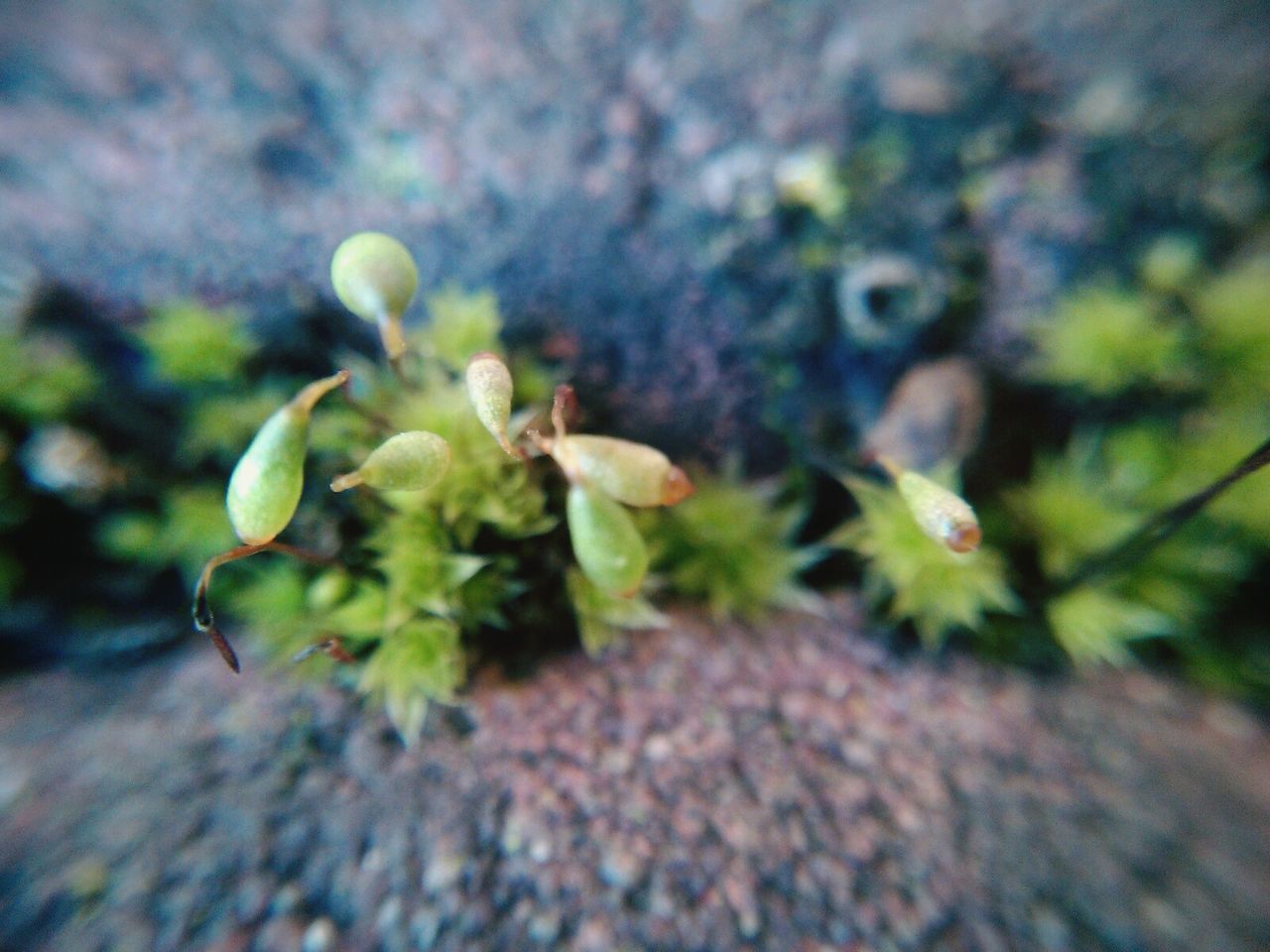 CLOSE-UP OF PLANTS