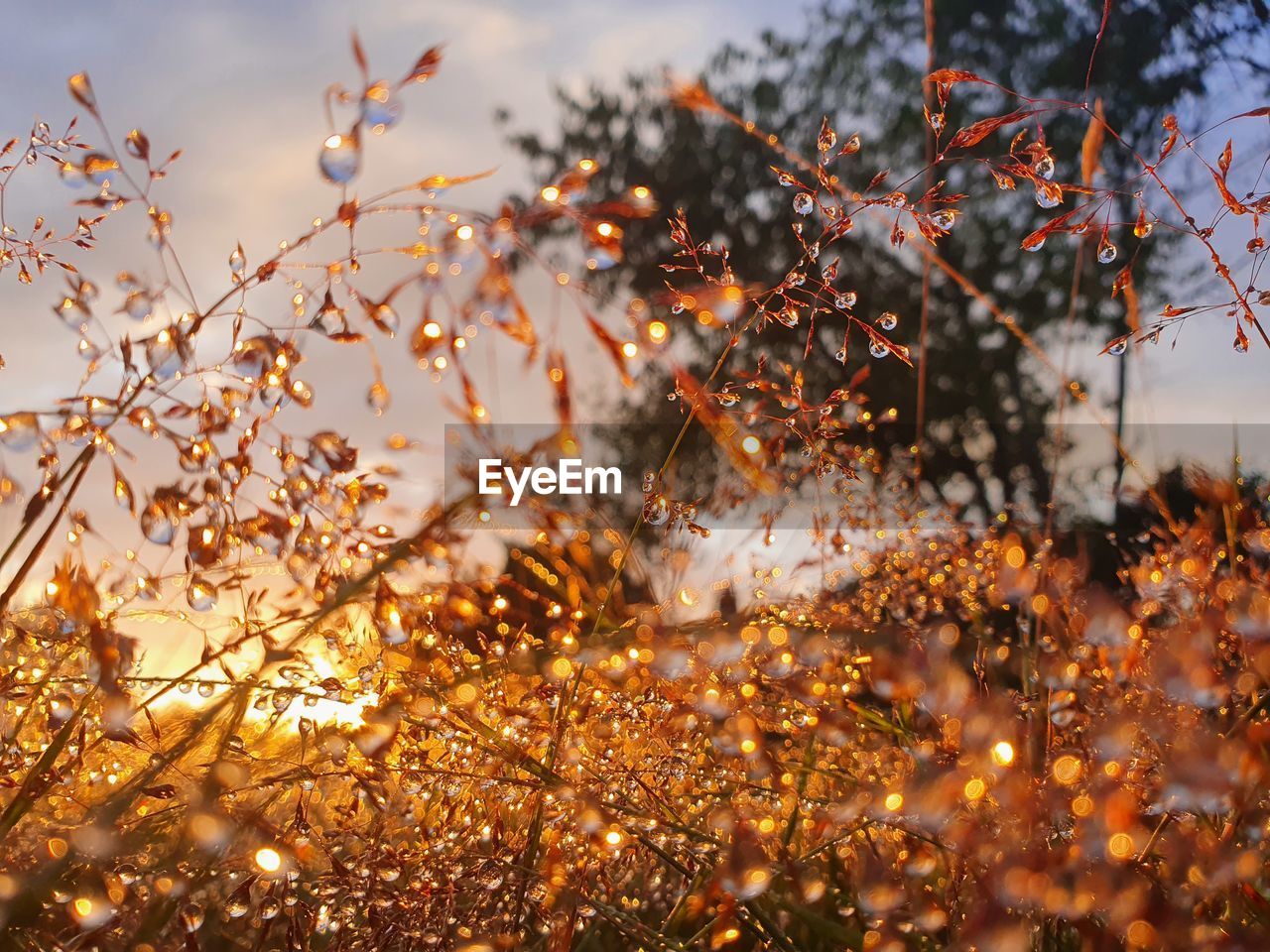 CLOSE-UP OF AUTUMN LEAVES ON BRANCH