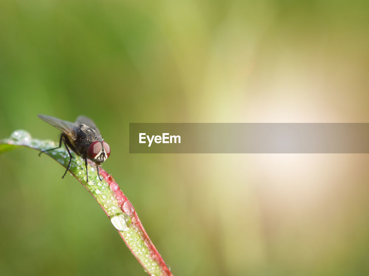 Close-up of insect on leaf