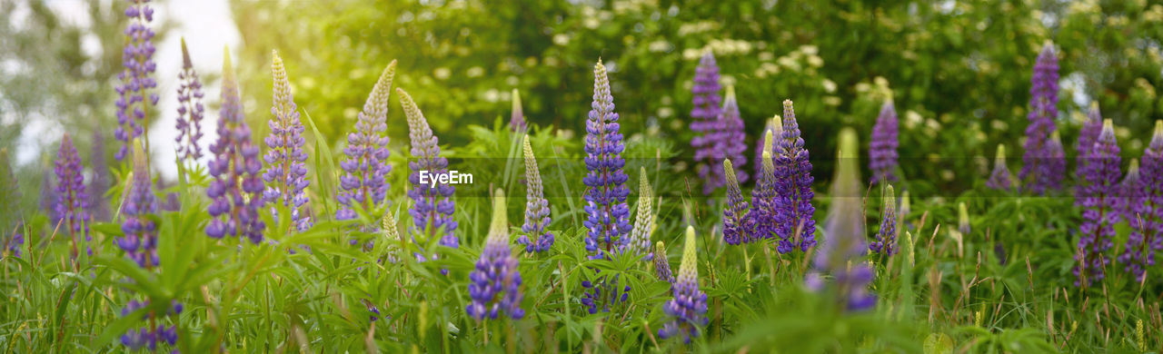 Close-up of purple flowering plants on field