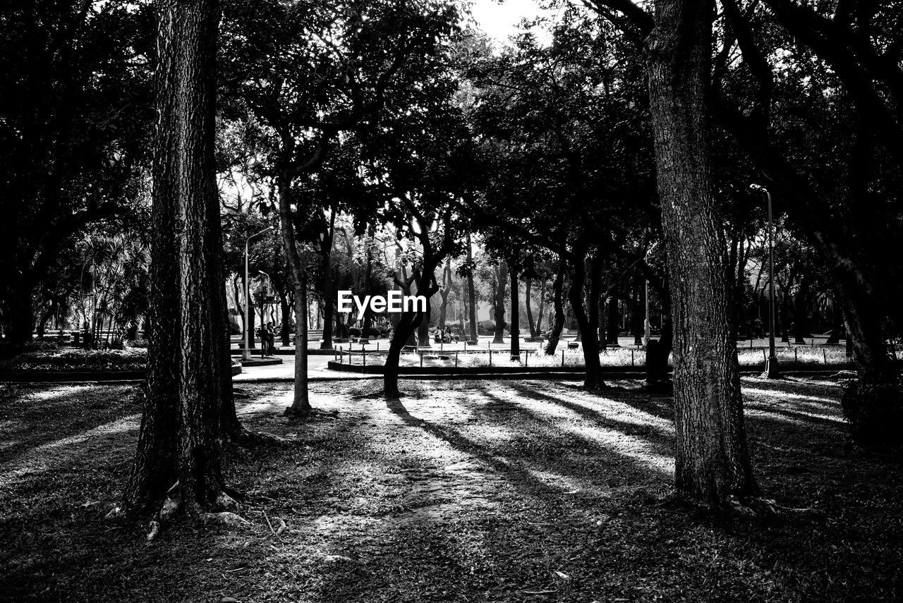 TREES ON GRASS