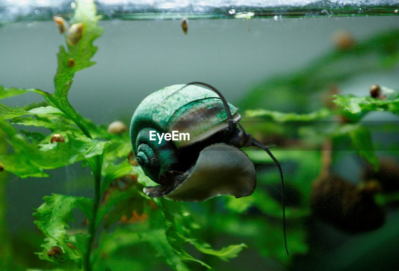 green, nature, animal themes, animal, animal wildlife, snail, macro photography, wildlife, one animal, water, close-up, insect, plant, snails and slugs, aquarium, no people, shell, plant part, sea, leaf, flower, focus on foreground, day, outdoors, animal shell, mollusk, beauty in nature, gastropod