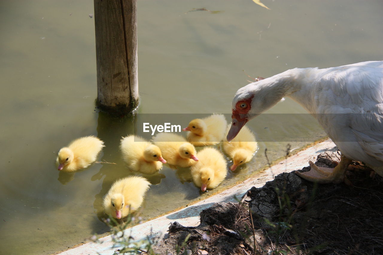 HIGH ANGLE VIEW OF DUCKS IN WATER