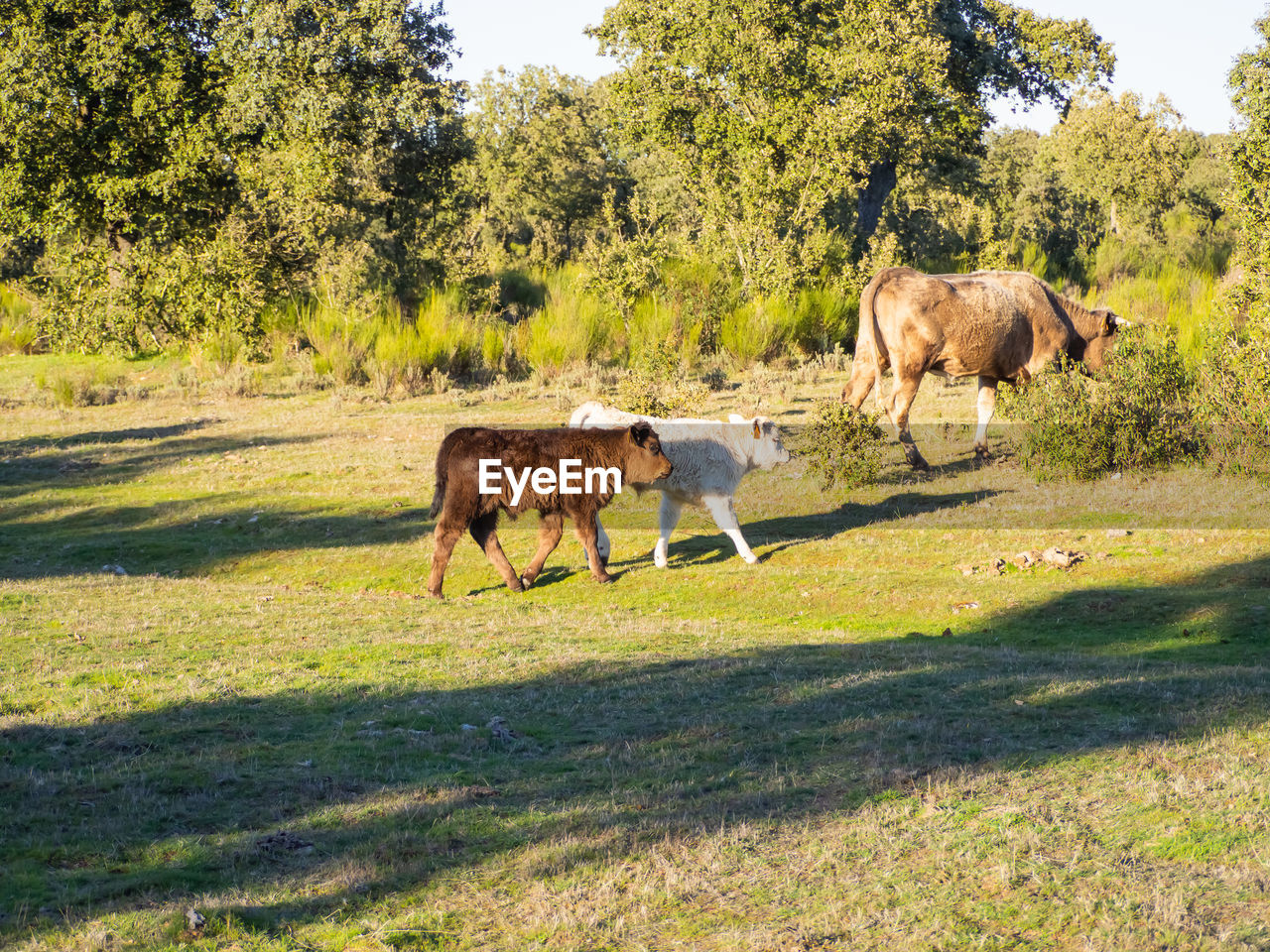 HORSES IN A FARM