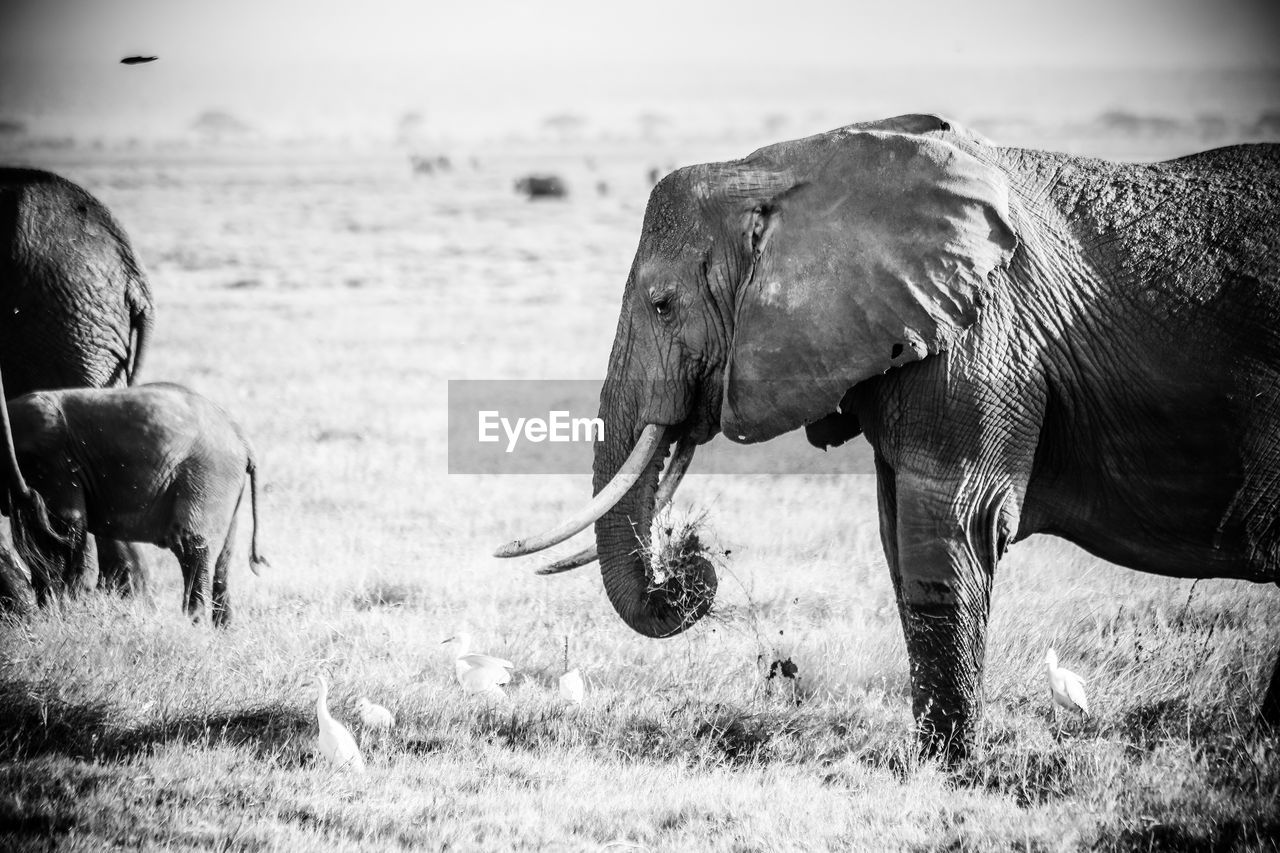 Side view of elephants standing on landscape