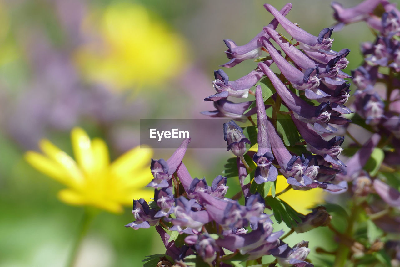 CLOSE-UP OF PURPLE FLOWERS