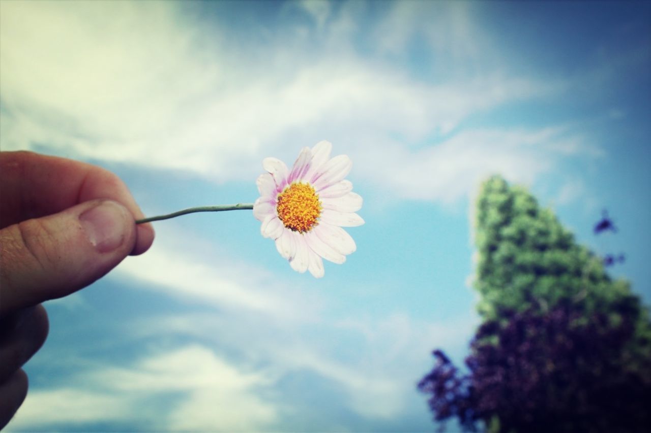 Close-up of hand holding daisy flower against sky