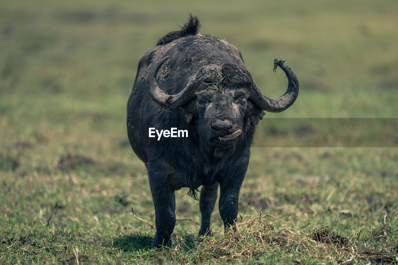 buffalo standing on grassy field