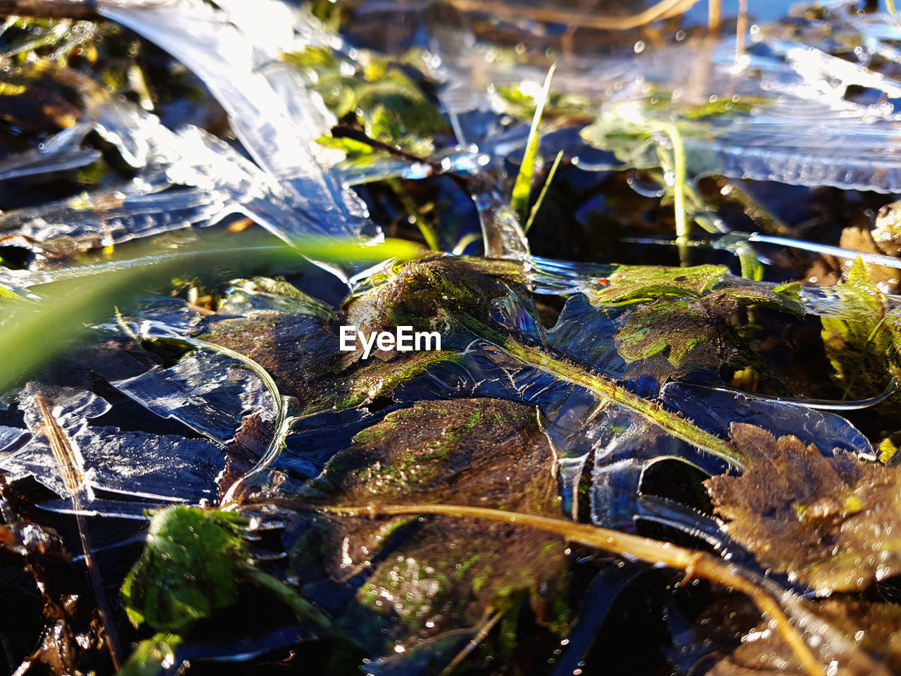 CLOSE-UP OF WATER FLOWING FROM LEAVES