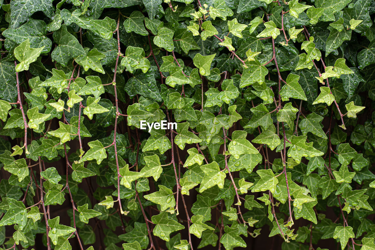 FULL FRAME SHOT OF IVY ON FIELD