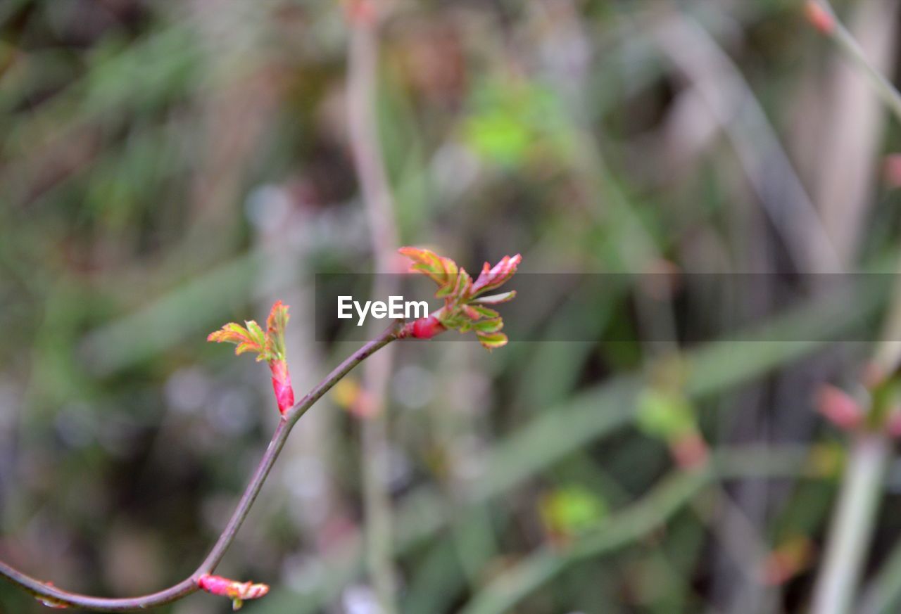 Close-up of pink flowering plant