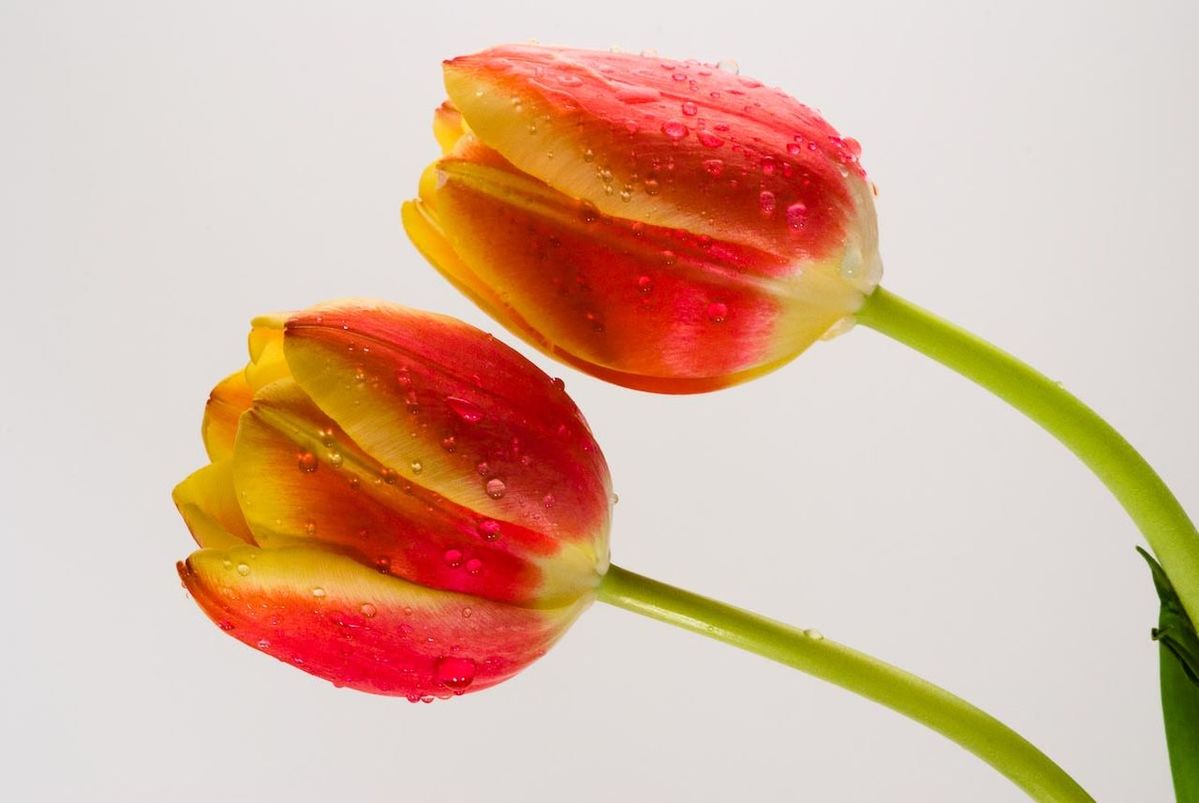 CLOSE-UP OF RED FRUIT OVER WHITE BACKGROUND