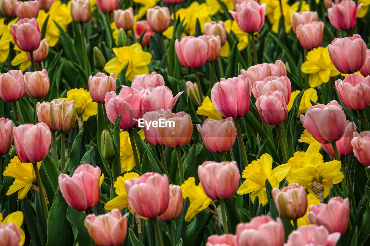 Close-up of purple tulips