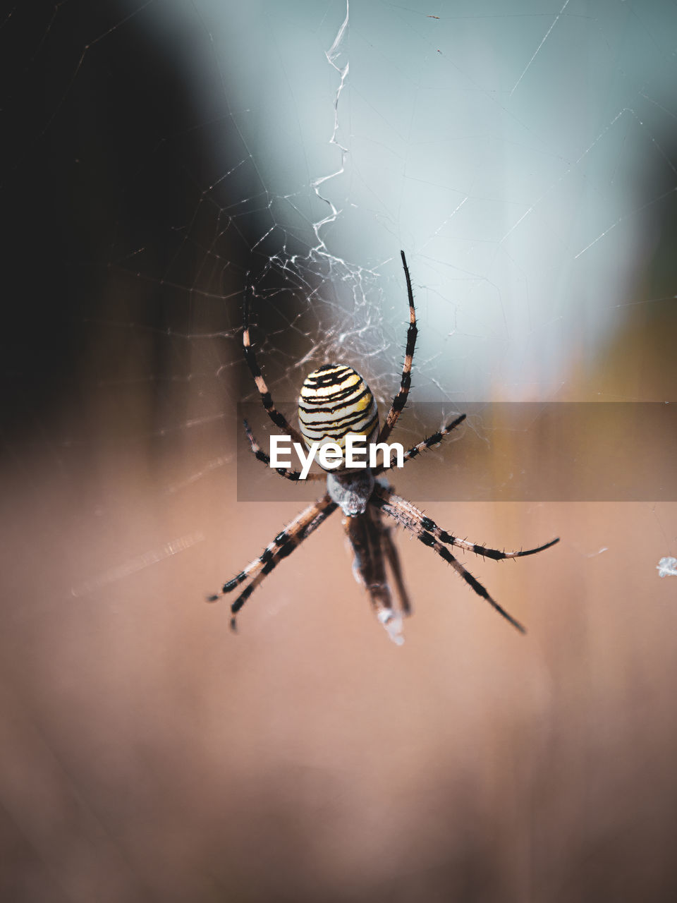 Close-up of spider on web