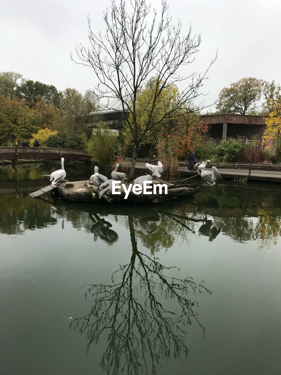 SWAN SWIMMING ON LAKE