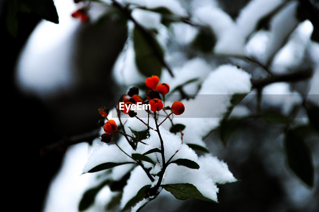 Close-up of frozen red berries during winter