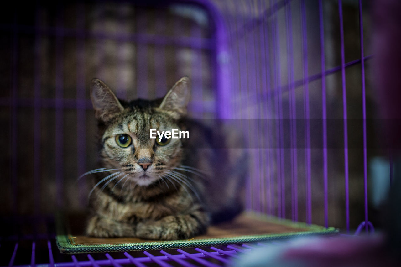 PORTRAIT OF BLACK CAT SITTING ON PURPLE FLOOR