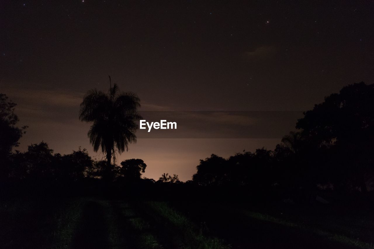 SILHOUETTE TREES AND PLANTS ON FIELD AGAINST SKY AT NIGHT