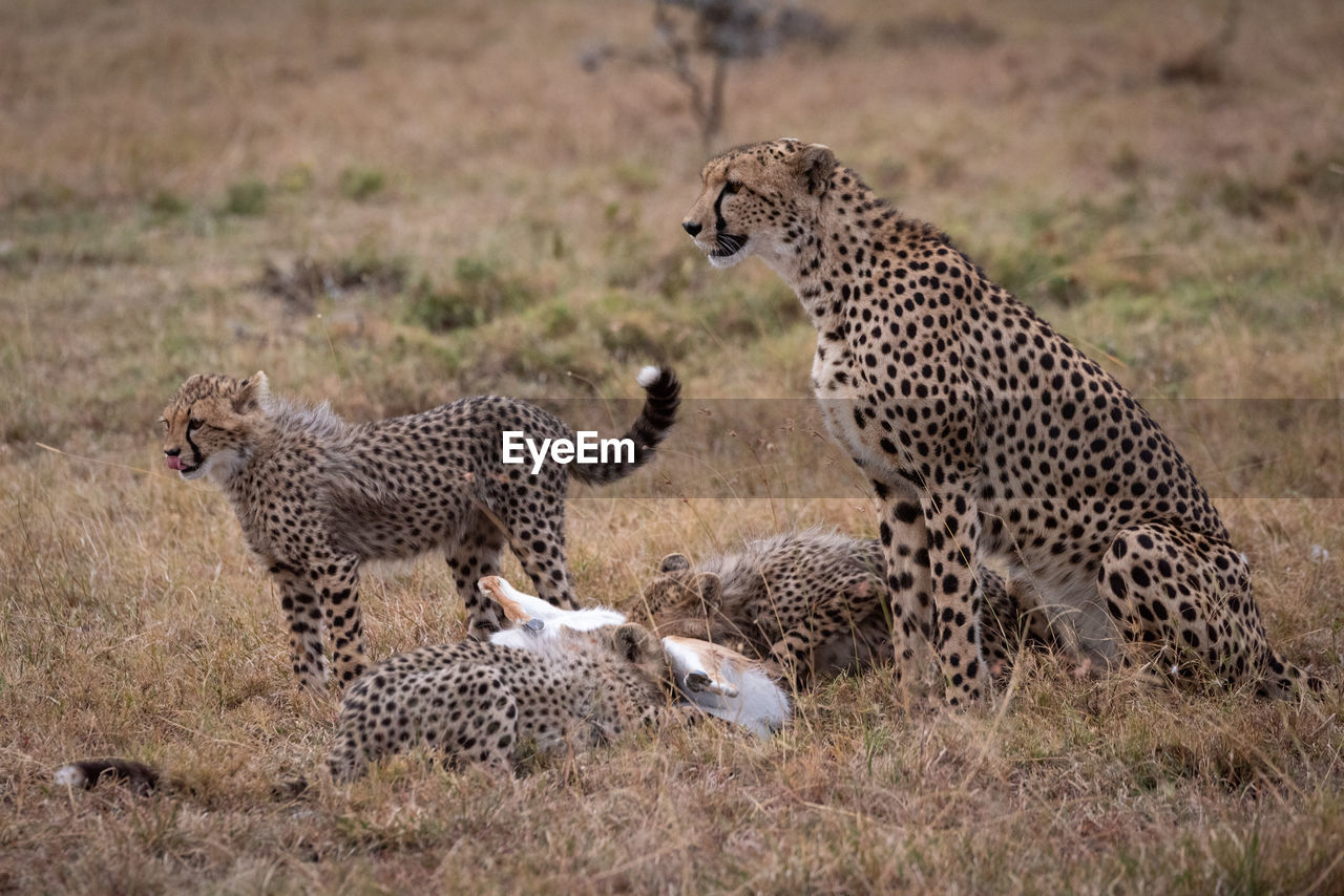 Cheetah with cubs in forest