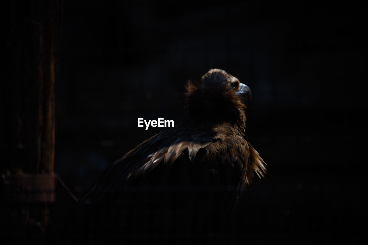 Close-up of vulture at zoo