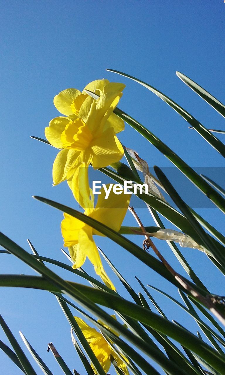 LOW ANGLE VIEW OF YELLOW FLOWERS BLOOMING AGAINST BLUE SKY