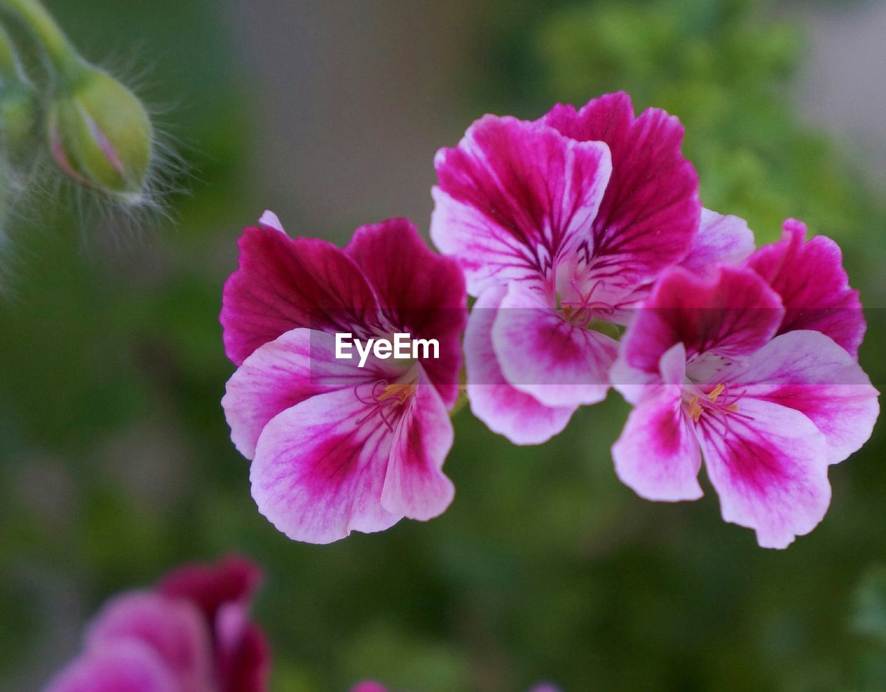 Close-up of pink flowers blooming outdoors