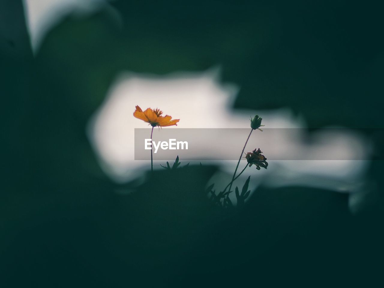 CLOSE-UP OF INSECT ON PLANT AT DUSK