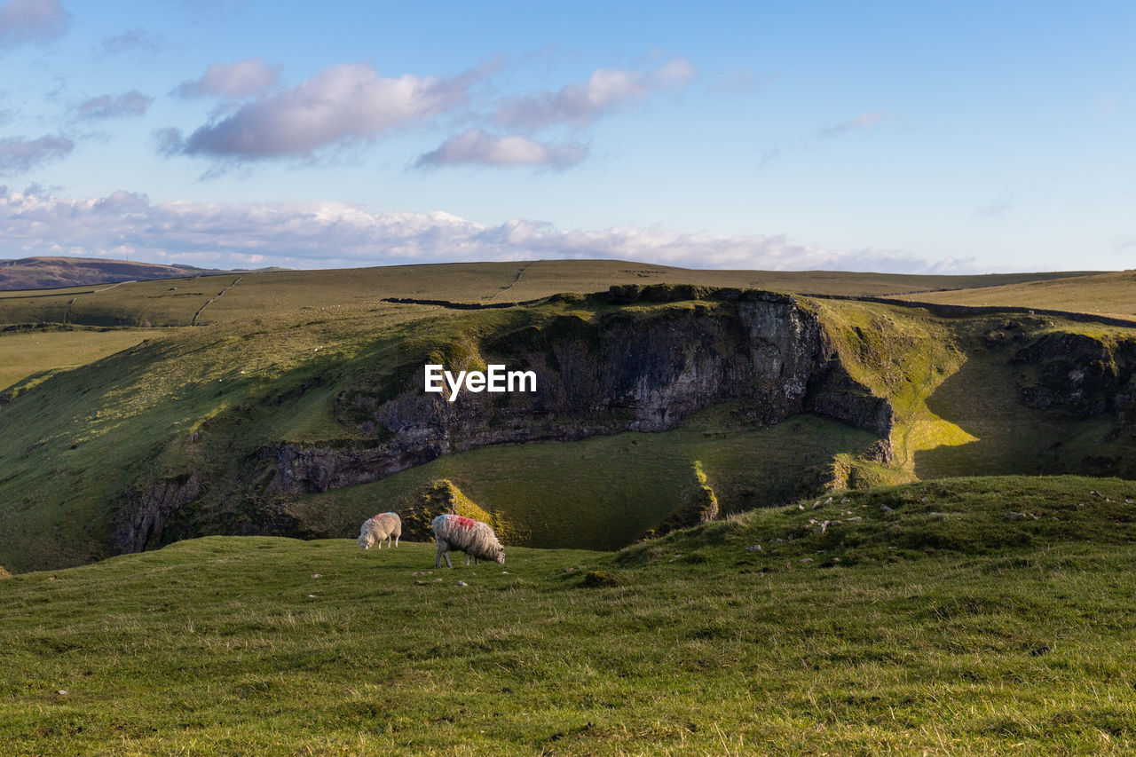 Sheep grazing in a field