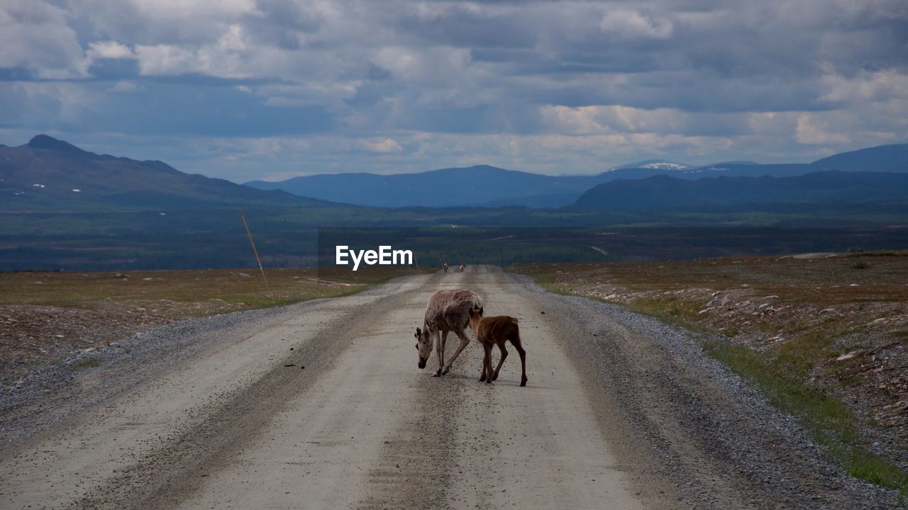 Reindeers walking on road against cloudy sky