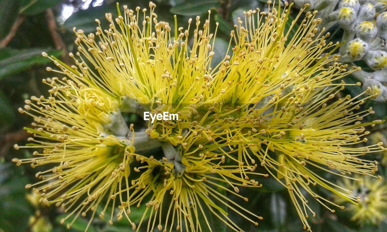 Close up of a plant