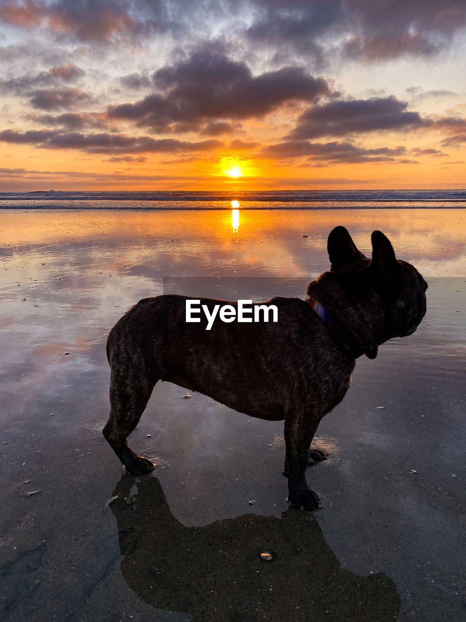 VIEW OF DOG ON BEACH AGAINST SUNSET SKY