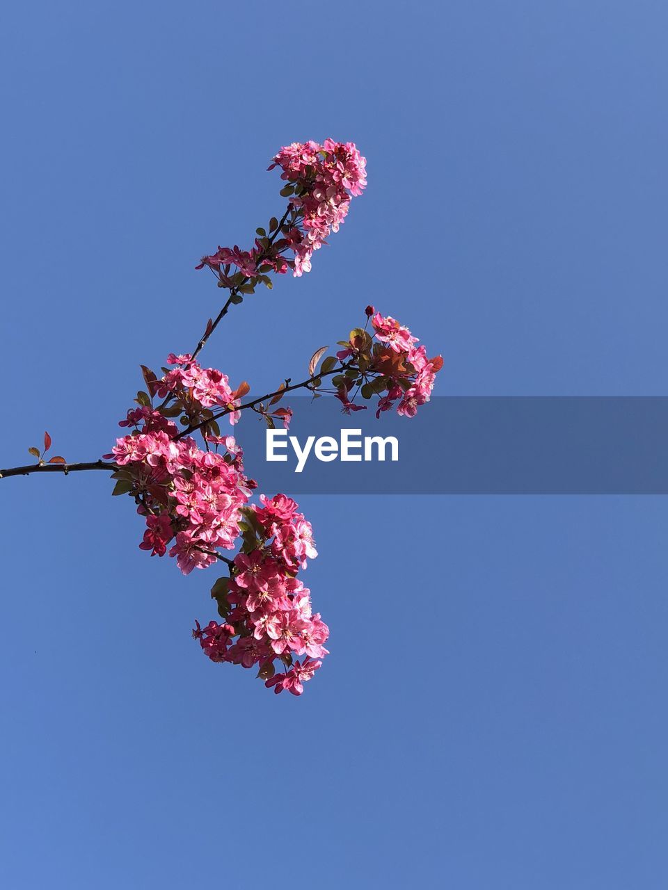 Low angle view of pink flowering tree against clear blue sky