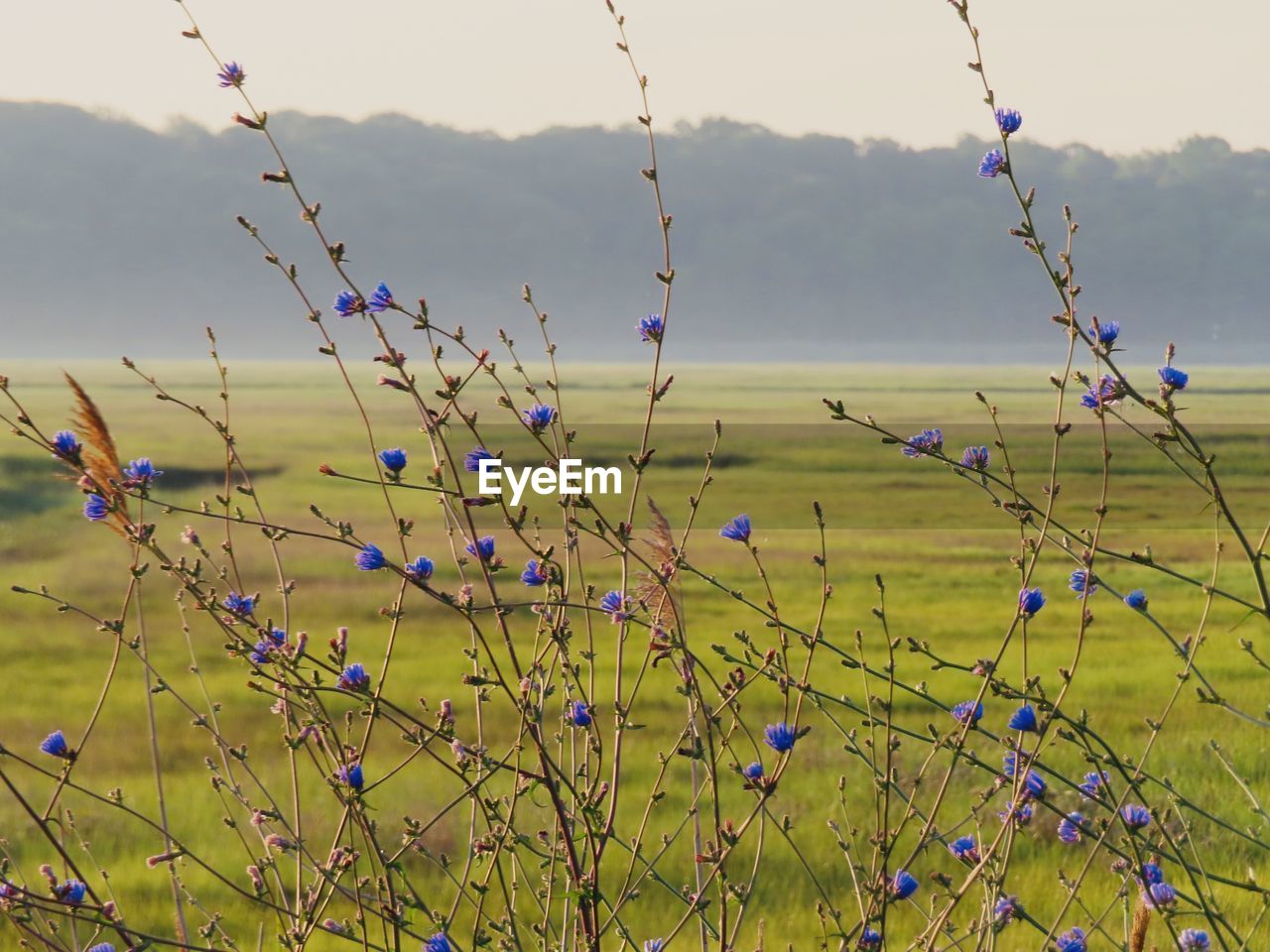 CLOSE-UP OF PLANTS ON FIELD AGAINST SKY