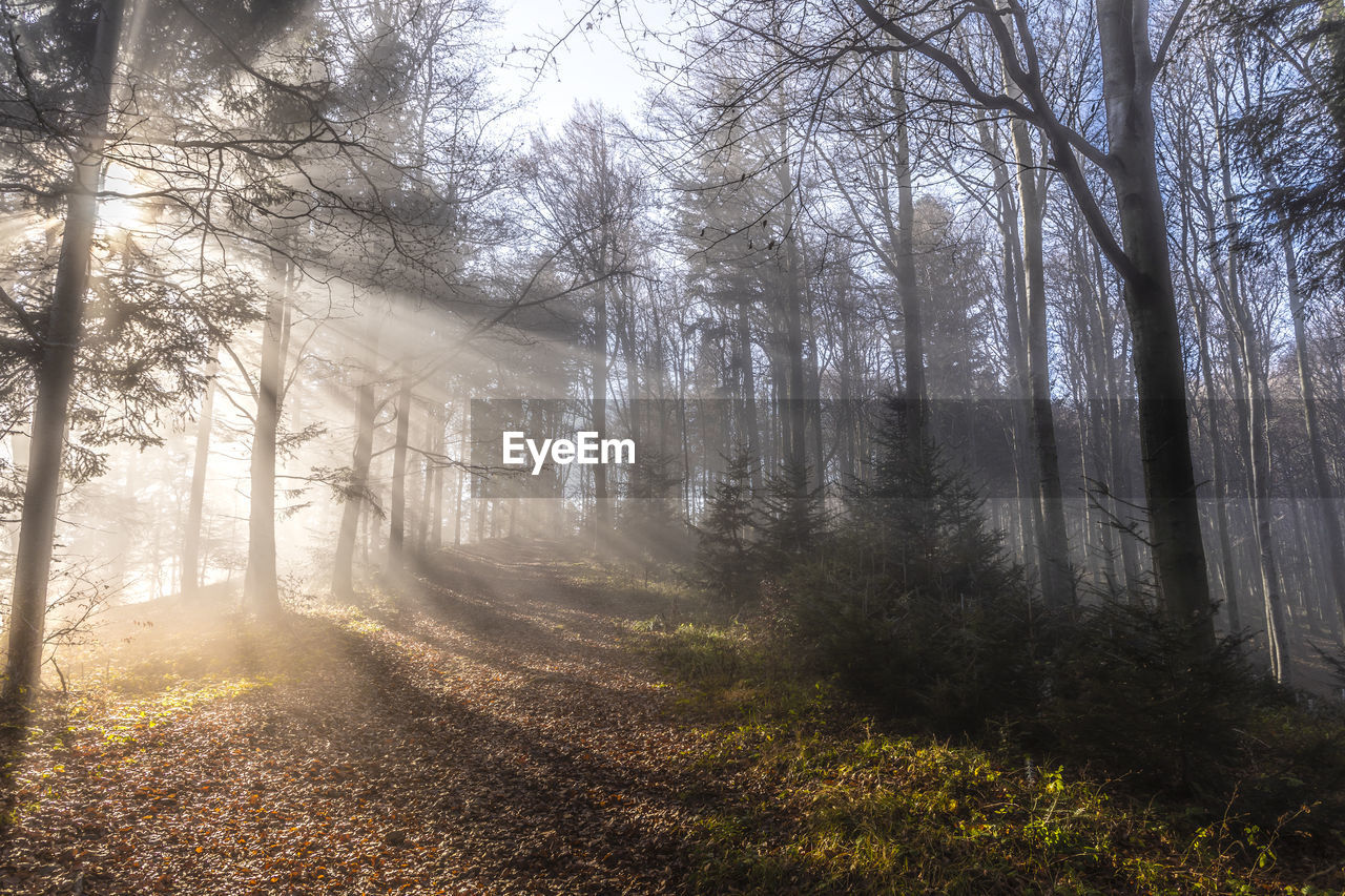 SUNLIGHT STREAMING THROUGH TREES IN FOREST DURING FOGGY WEATHER