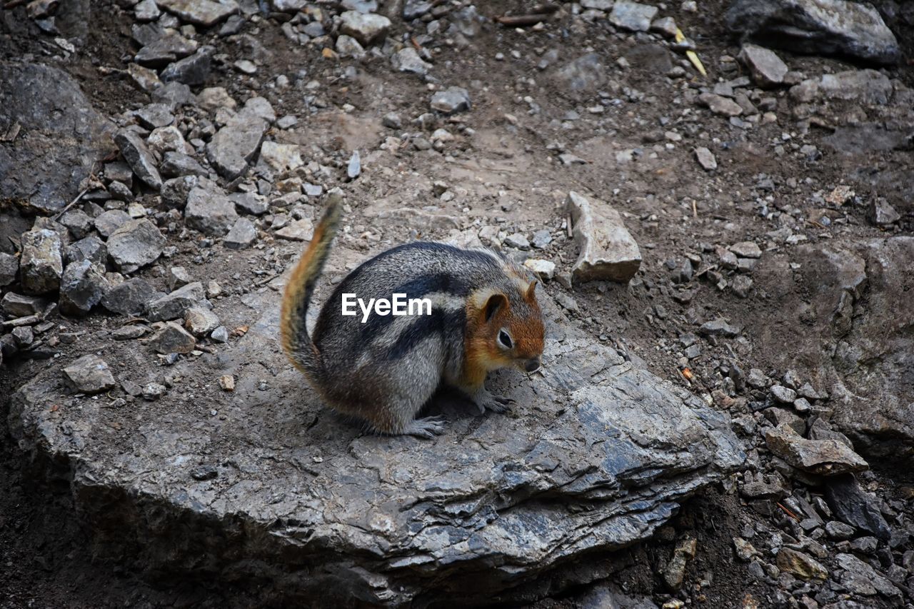 Western chipmunk rodent sciuridae found in north america  big cottonwood canyon rocky mountains utah