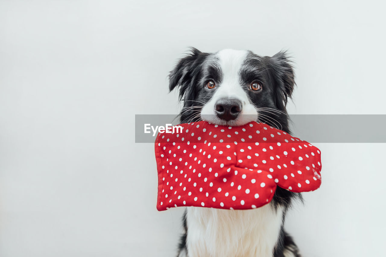 canine, dog, one animal, pet, domestic animals, mammal, animal themes, animal, portrait, studio shot, cute, red, indoors, looking at camera, spotted, copy space, emotion, no people, cut out, young animal, lap dog, fun, animal hair, happiness, purebred dog, white background, animal body part