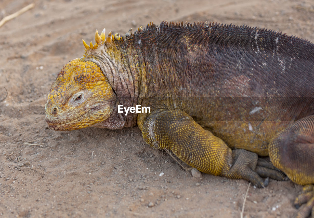 CLOSE-UP PORTRAIT OF A TURTLE